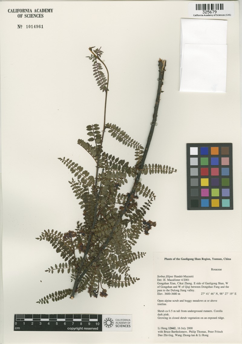 Sorbus filipes
