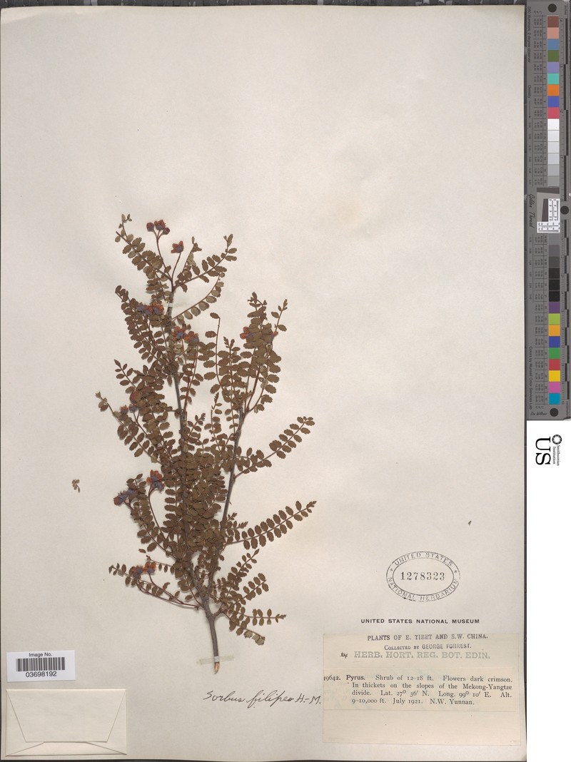 Sorbus filipes photo 2