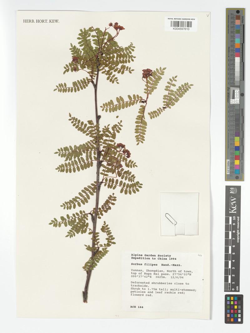 Sorbus filipes photo 3
