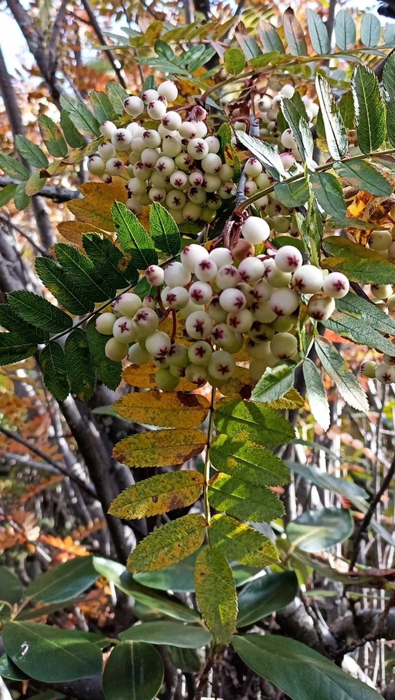 Sorbus foliolosa