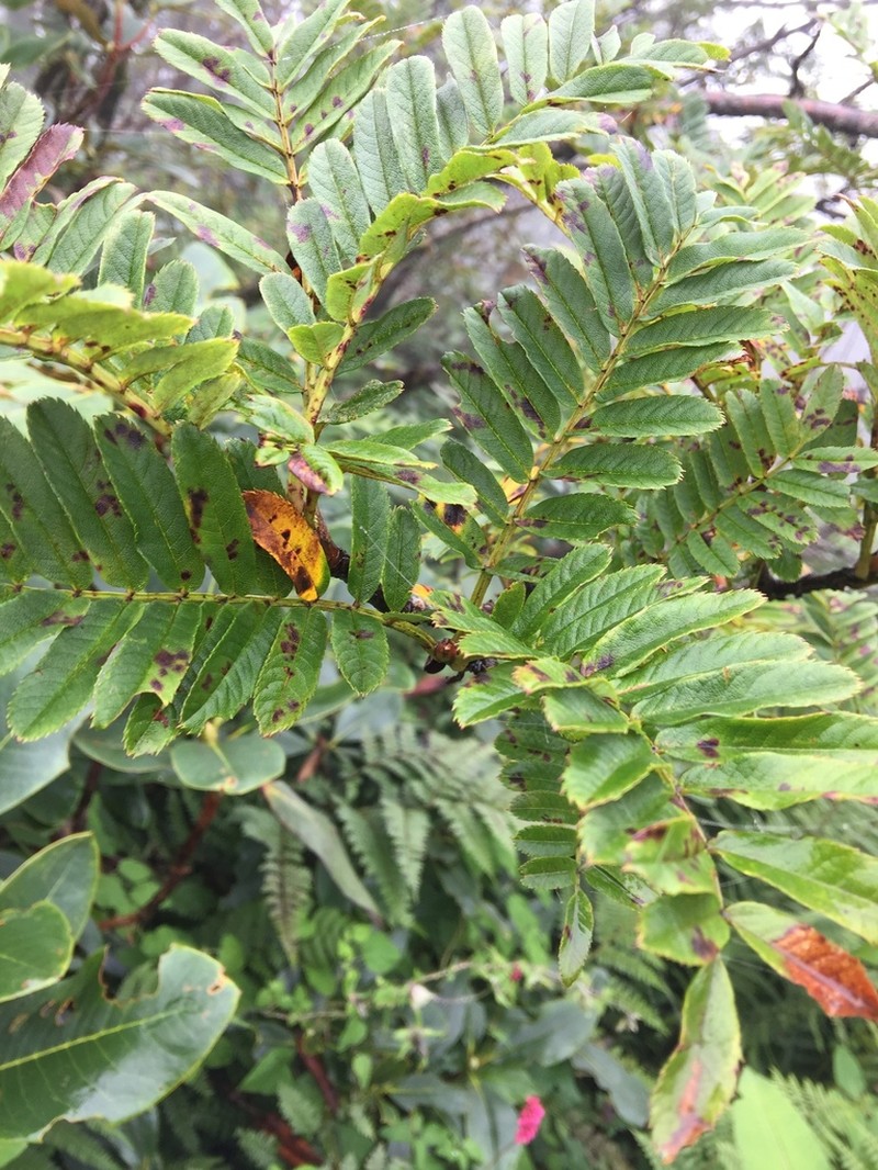 Sorbus foliolosa photo 2