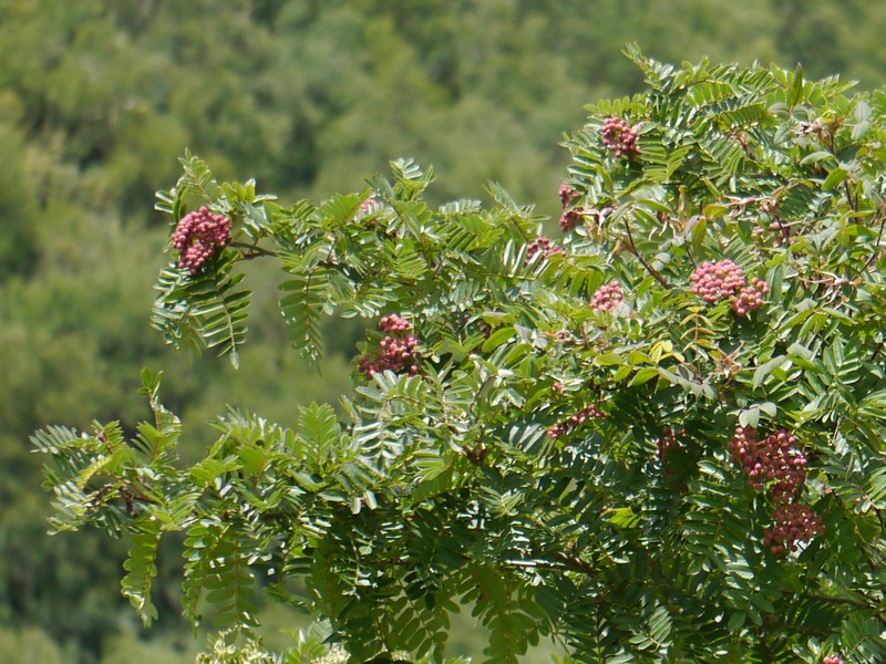 Sorbus foliolosa photo 3