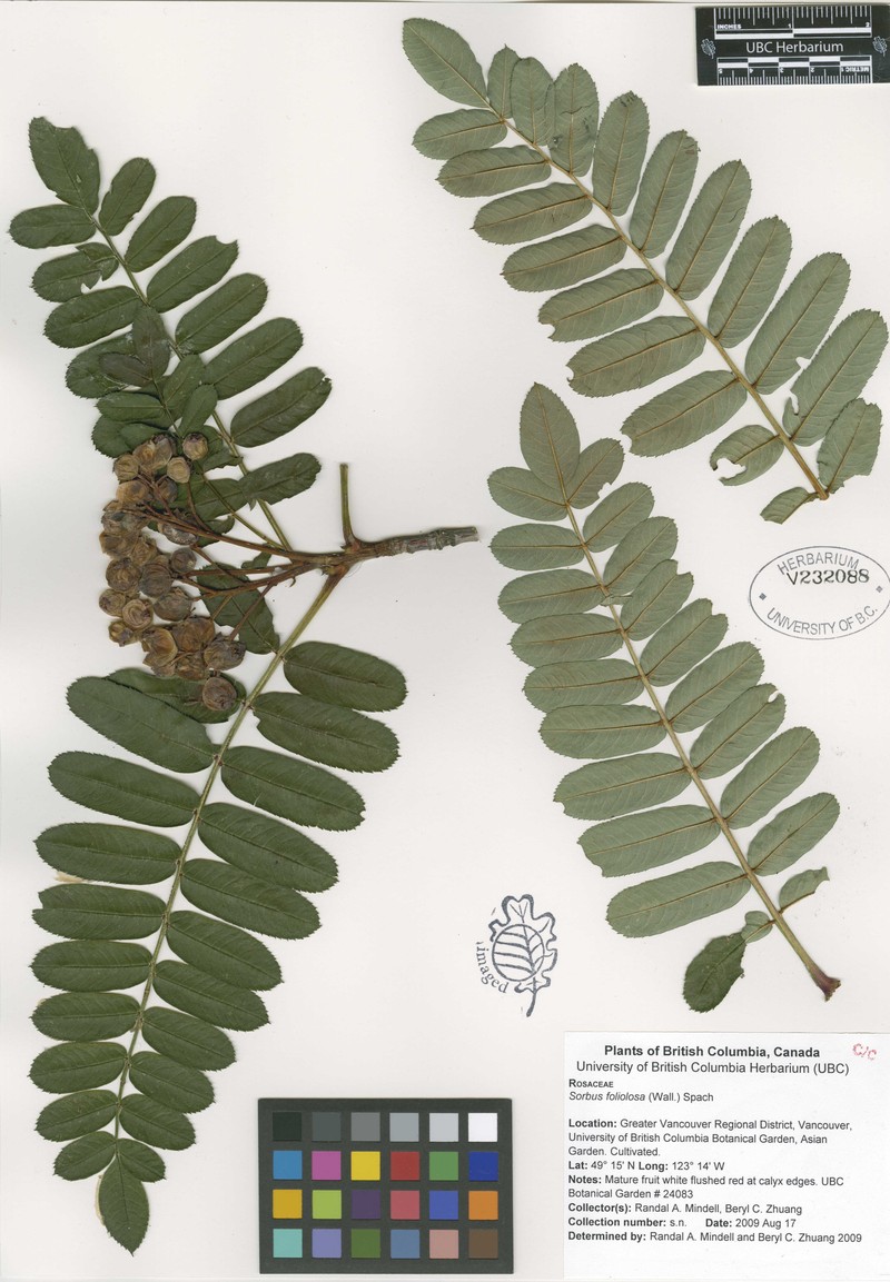 Sorbus foliolosa photo 5