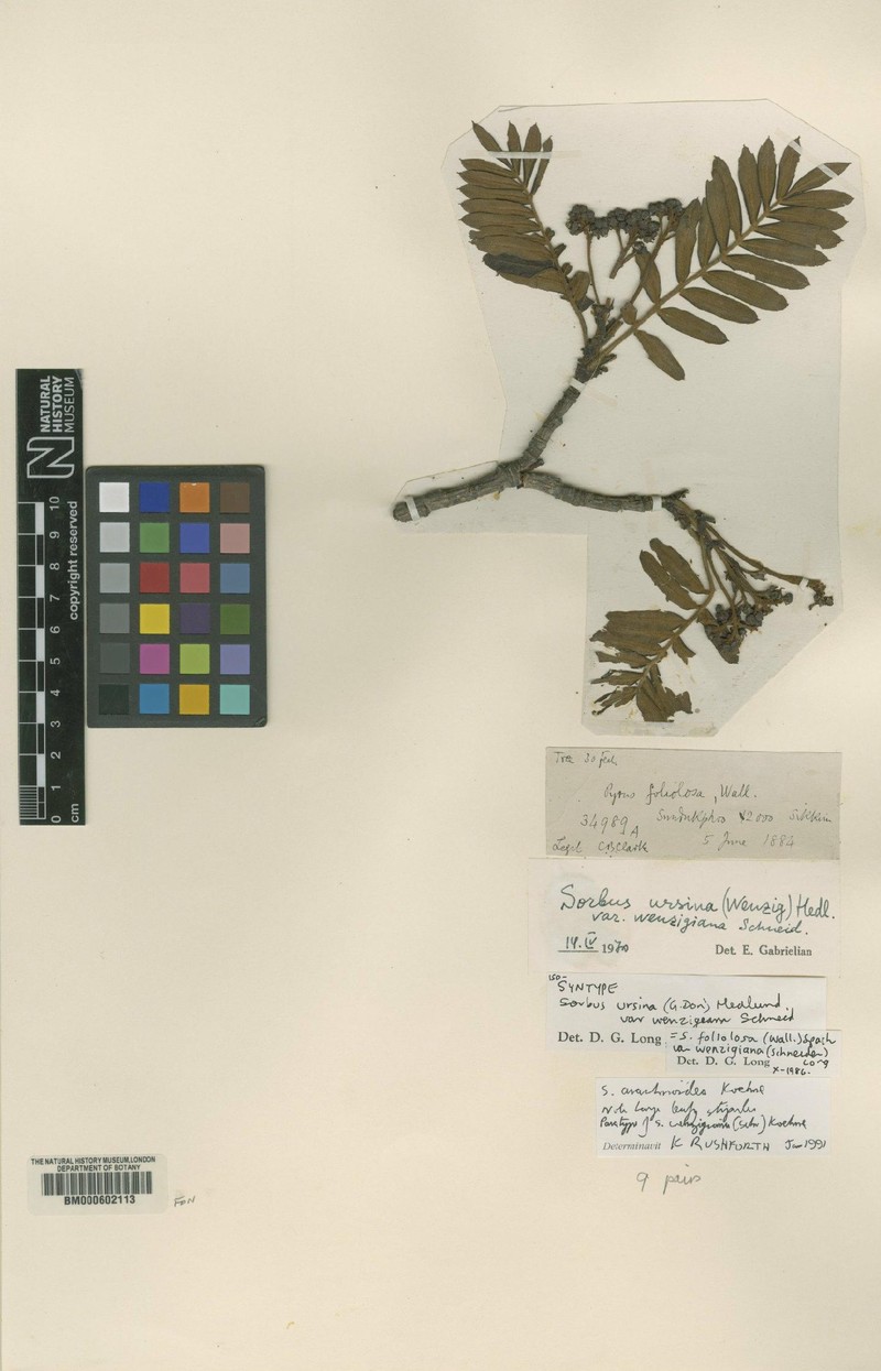 Sorbus foliolosa var. foliolosa