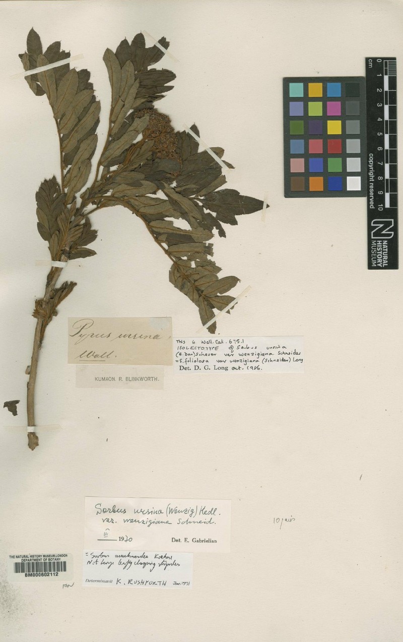Sorbus foliolosa var. foliolosa photo 2