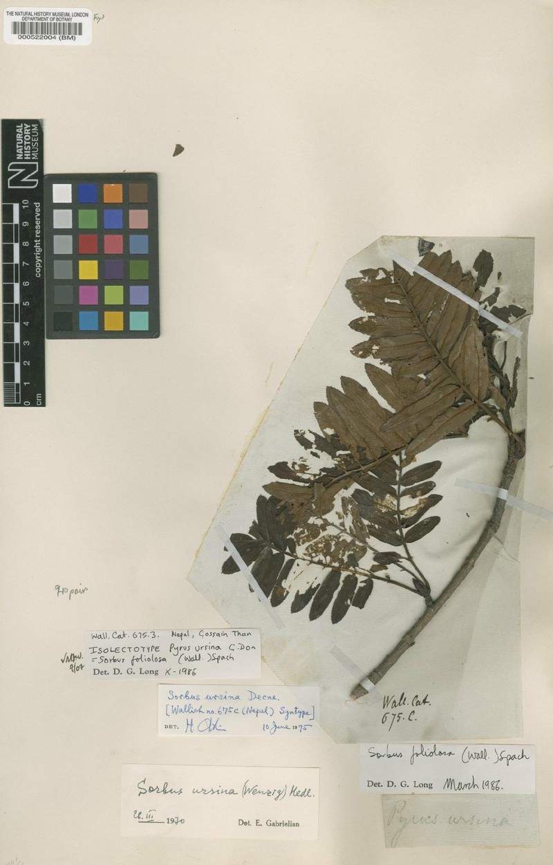 Sorbus foliolosa var. foliolosa photo 3