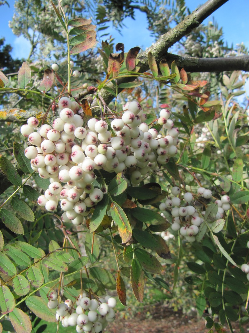 Sorbus forrestii