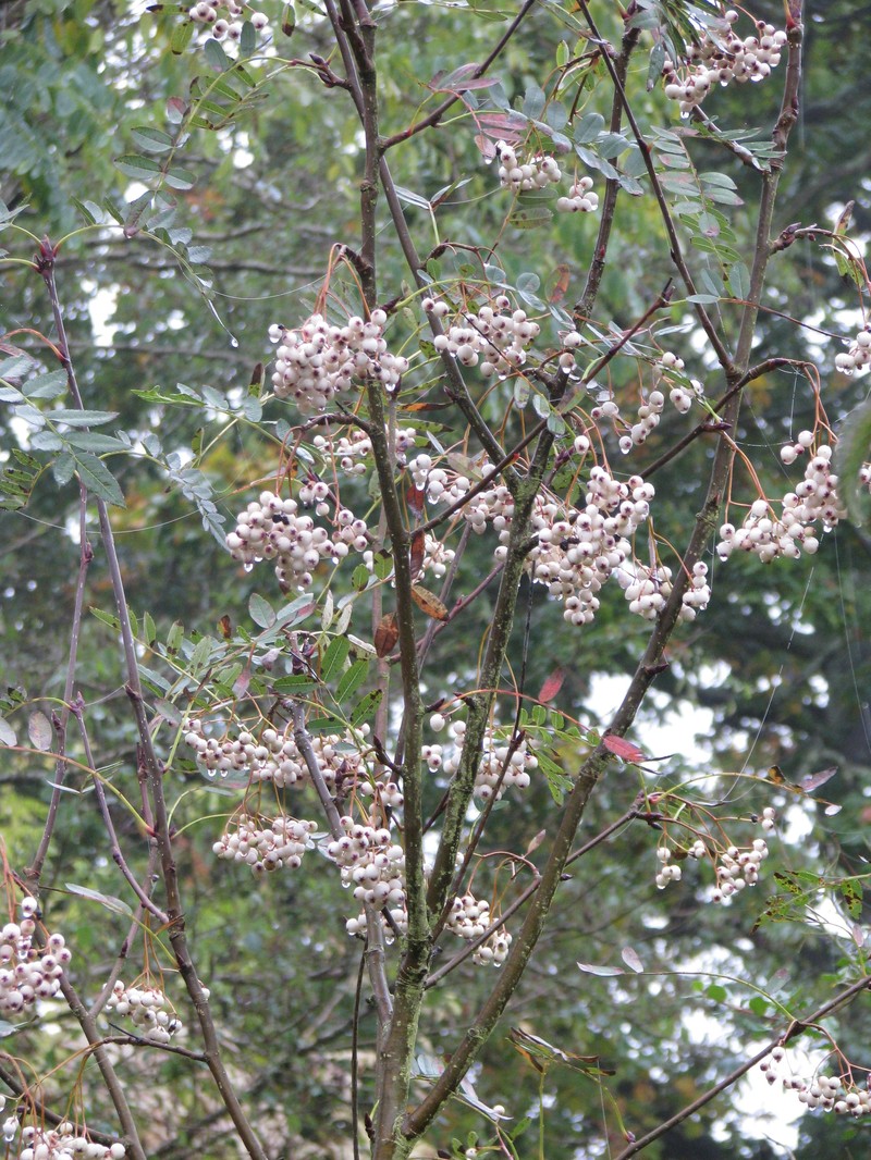 Sorbus forrestii photo 2