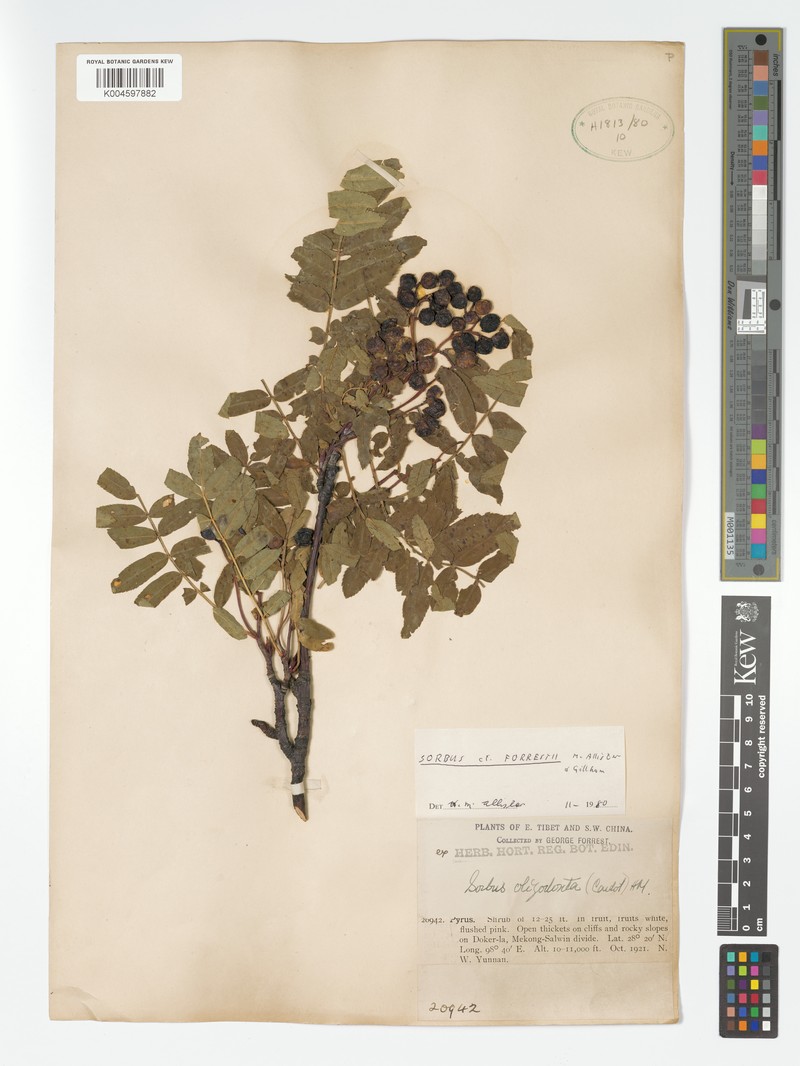Sorbus forrestii photo 5