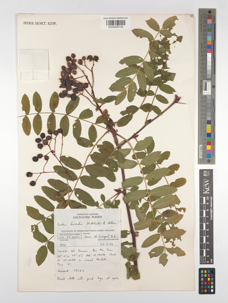 Sorbus forrestii photo 6