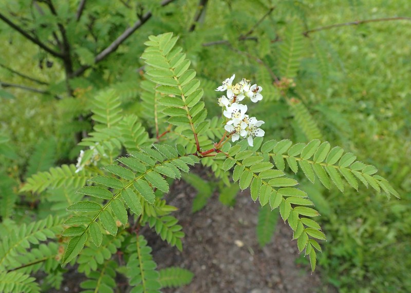 Sorbus frutescens