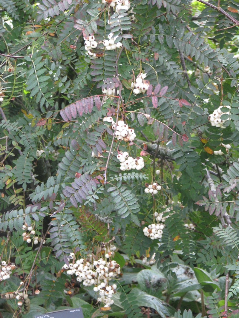 Sorbus frutescens photo 2