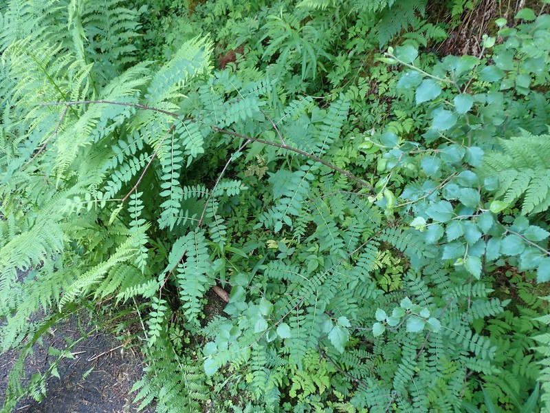 Sorbus frutescens photo 3