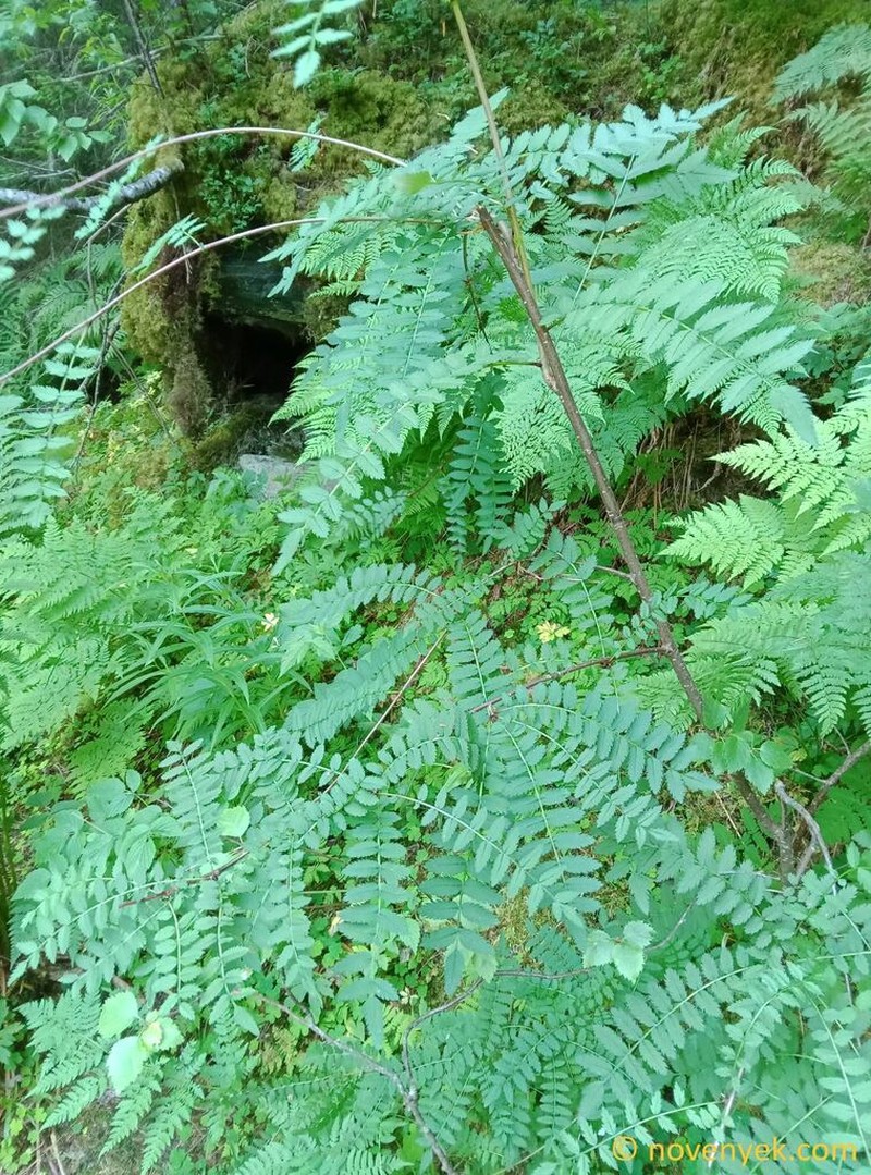 Sorbus frutescens photo 4