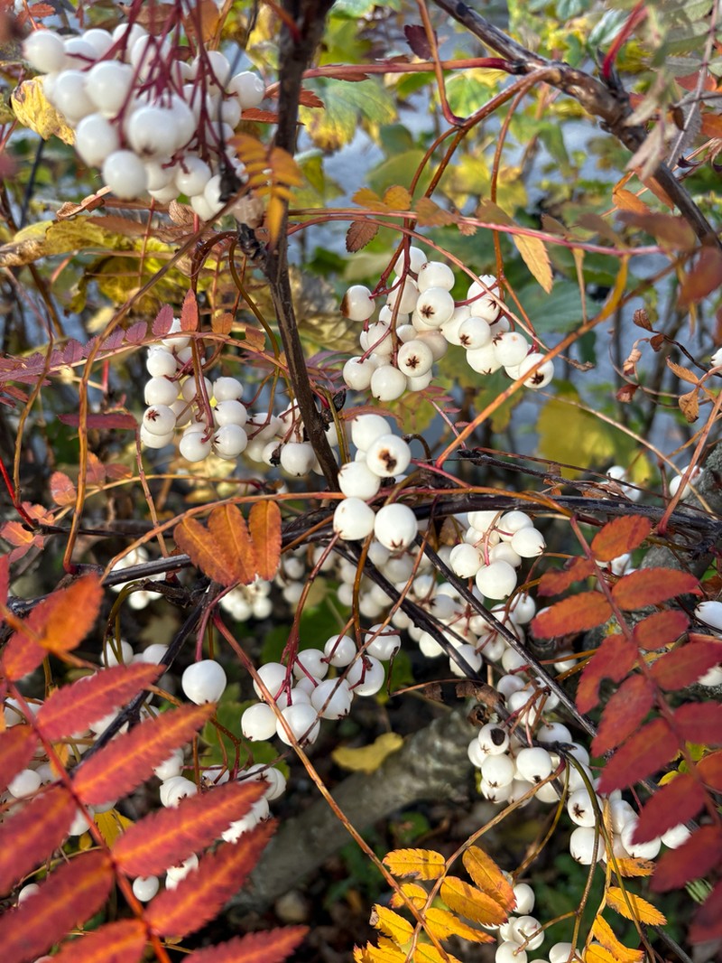 Sorbus frutescens photo 5
