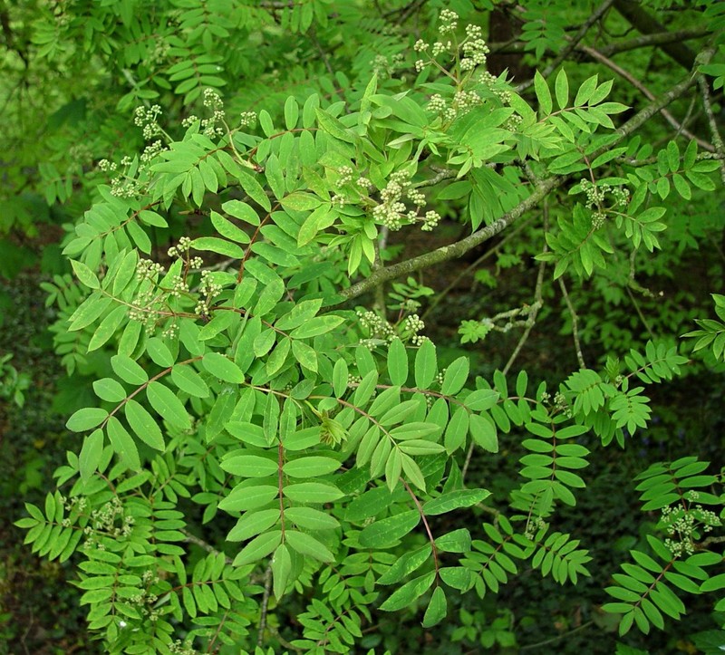 Sorbus glabriuscula photo 2