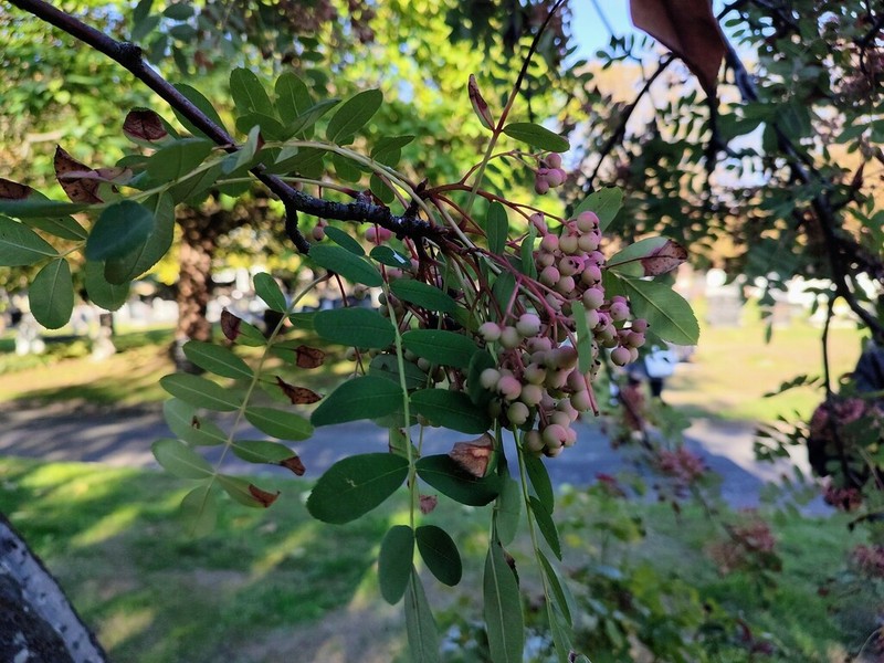 Sorbus glabriuscula photo 3