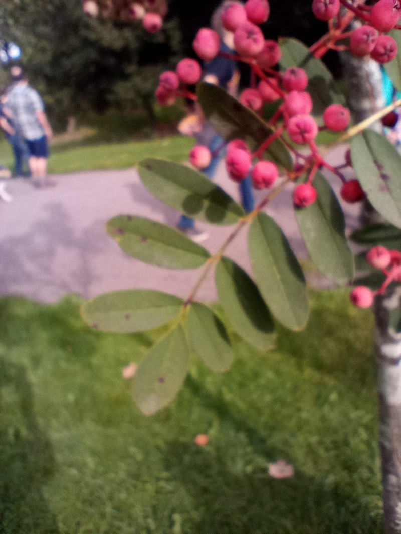 Sorbus glabriuscula photo 4