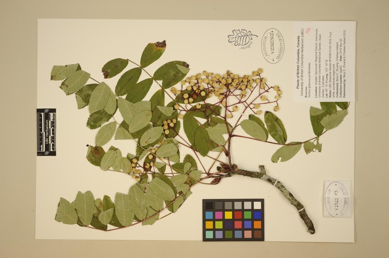 Sorbus glabriuscula photo 7