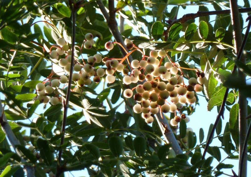 Sorbus glabriuscula