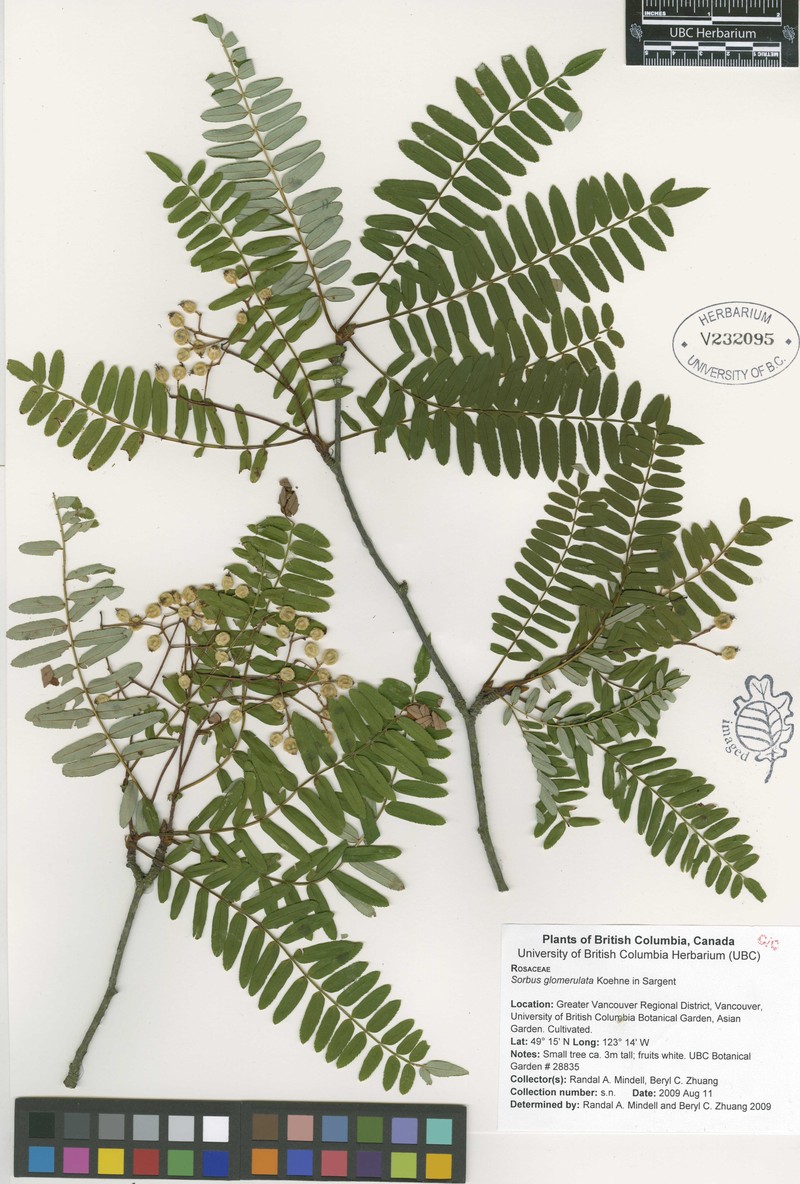 Sorbus glomerulata