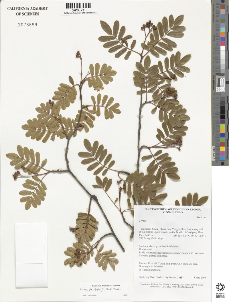 Sorbus glomerulata photo 2