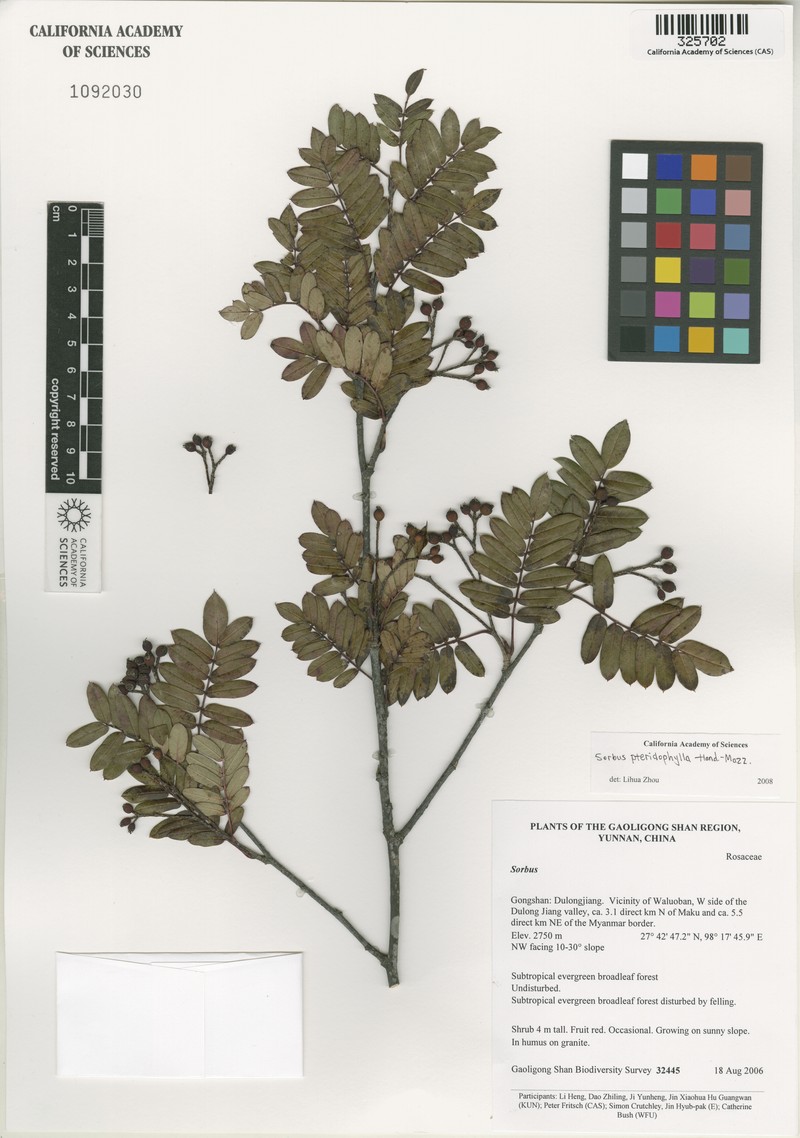 Sorbus glomerulata photo 3