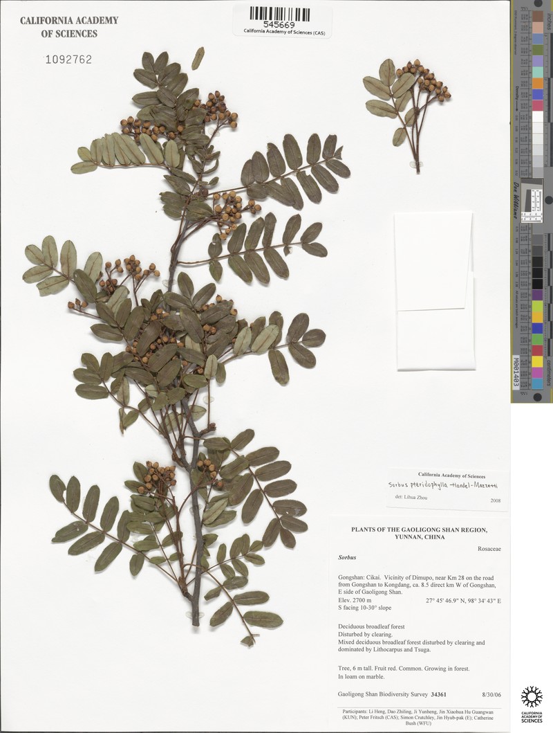 Sorbus glomerulata photo 4
