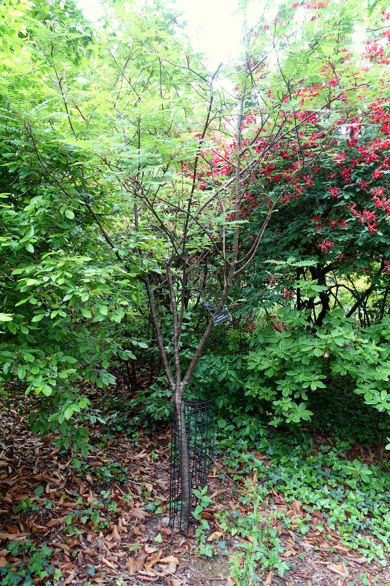 Sorbus gonggashanica