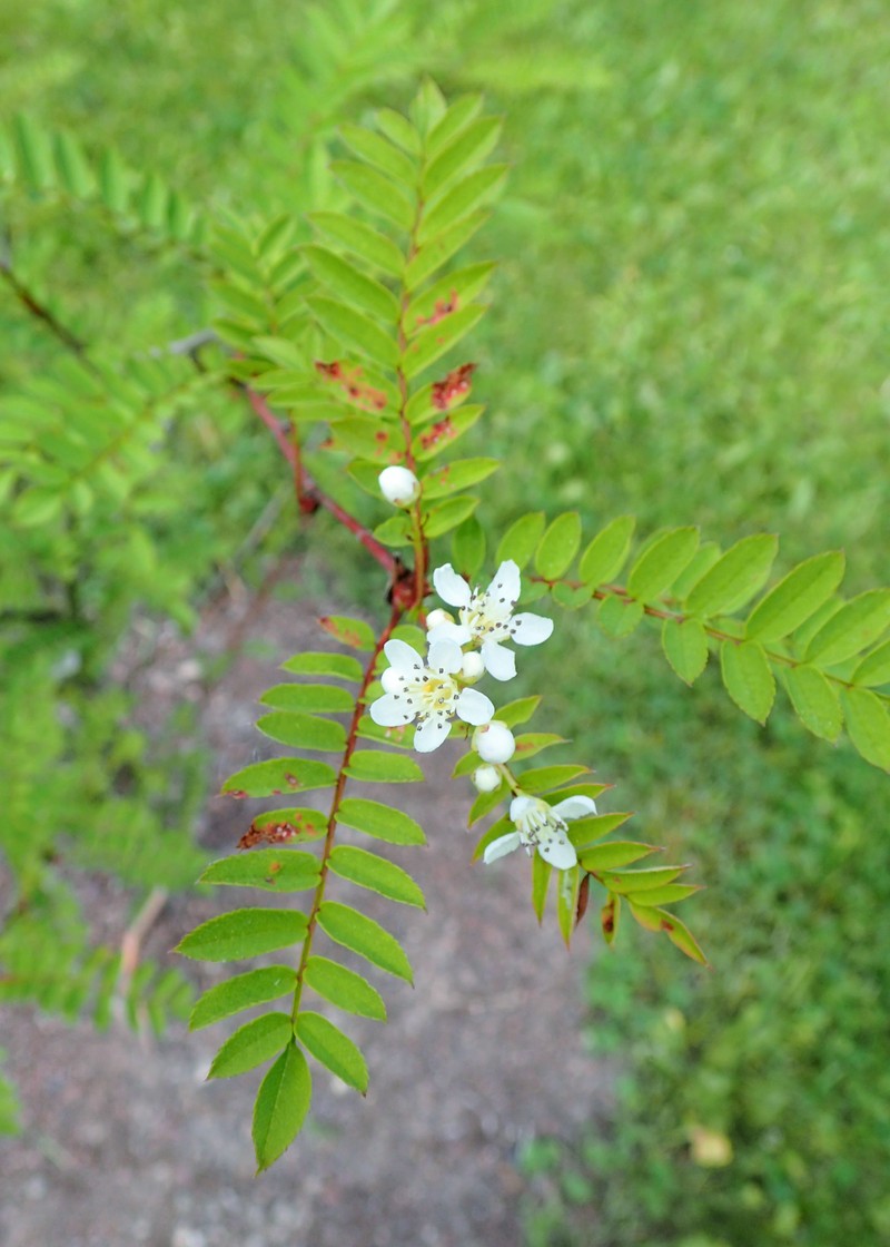 Sorbus gonggashanica photo 2