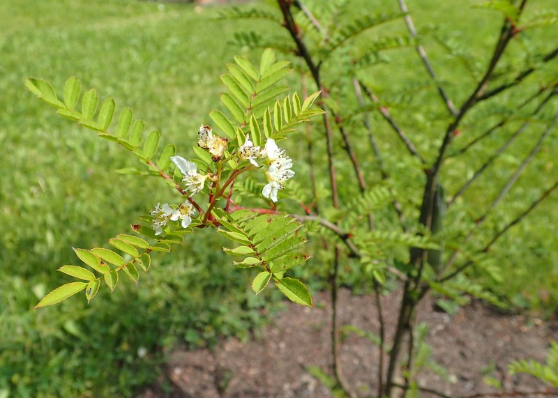 Sorbus gonggashanica photo 3