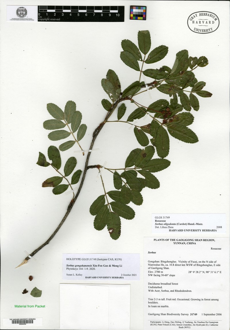 Sorbus gongshanensis