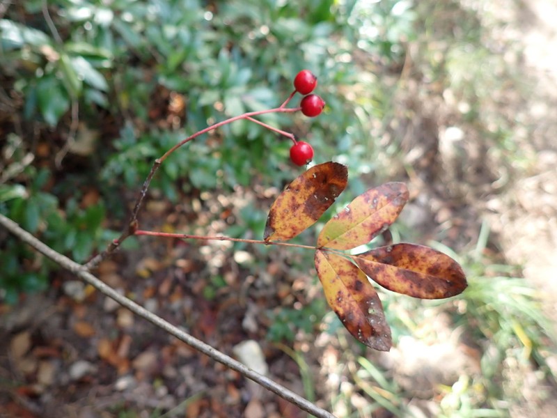 Sorbus gracilis photo 2