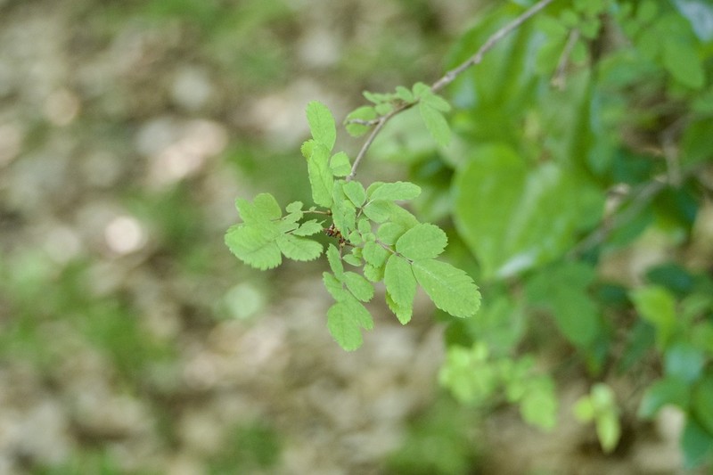 Sorbus gracilis photo 3