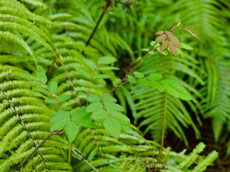 Sorbus gracilis photo 4