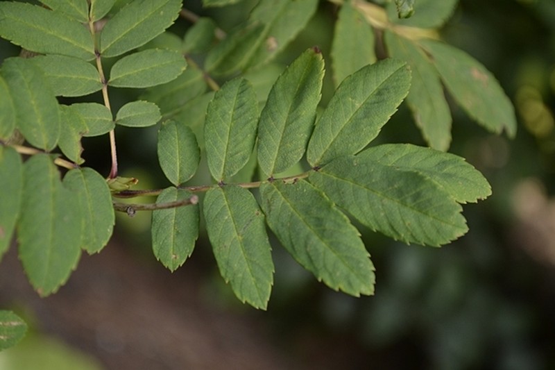 Sorbus gracilis photo 5