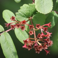 Sorbus gracilis