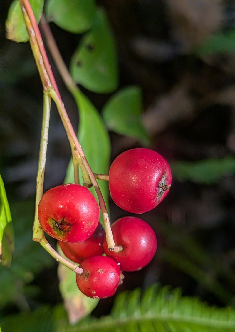 Sorbus gracilis photo 6