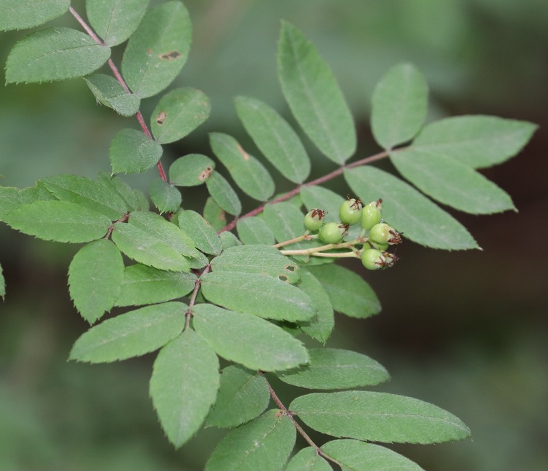 Sorbus gracilis photo 7