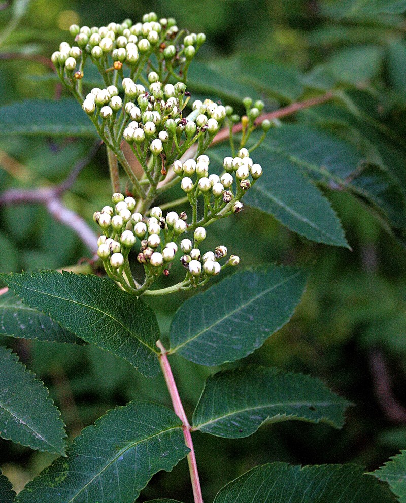 Greenland Mountain Ash