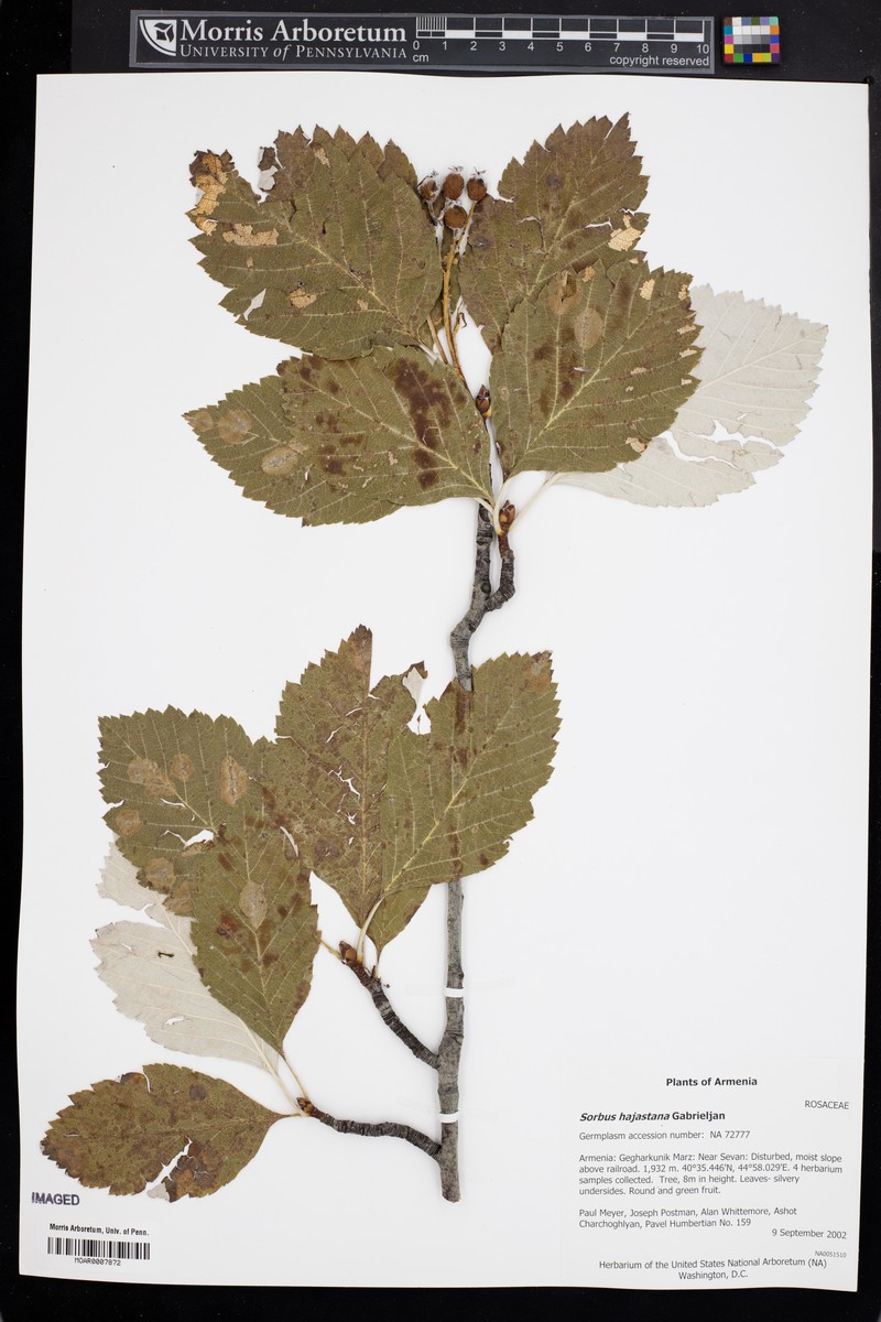 Sorbus hajastana photo 2