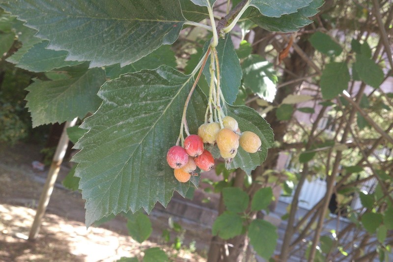 Sorbus hajastana photo 3