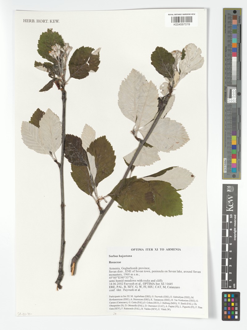 Sorbus hajastana photo 4