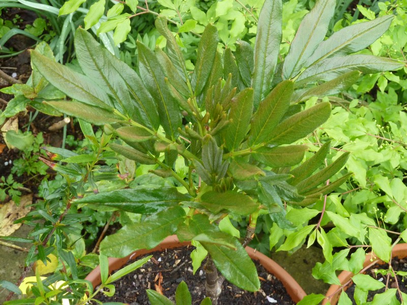 Sorbus harrowiana