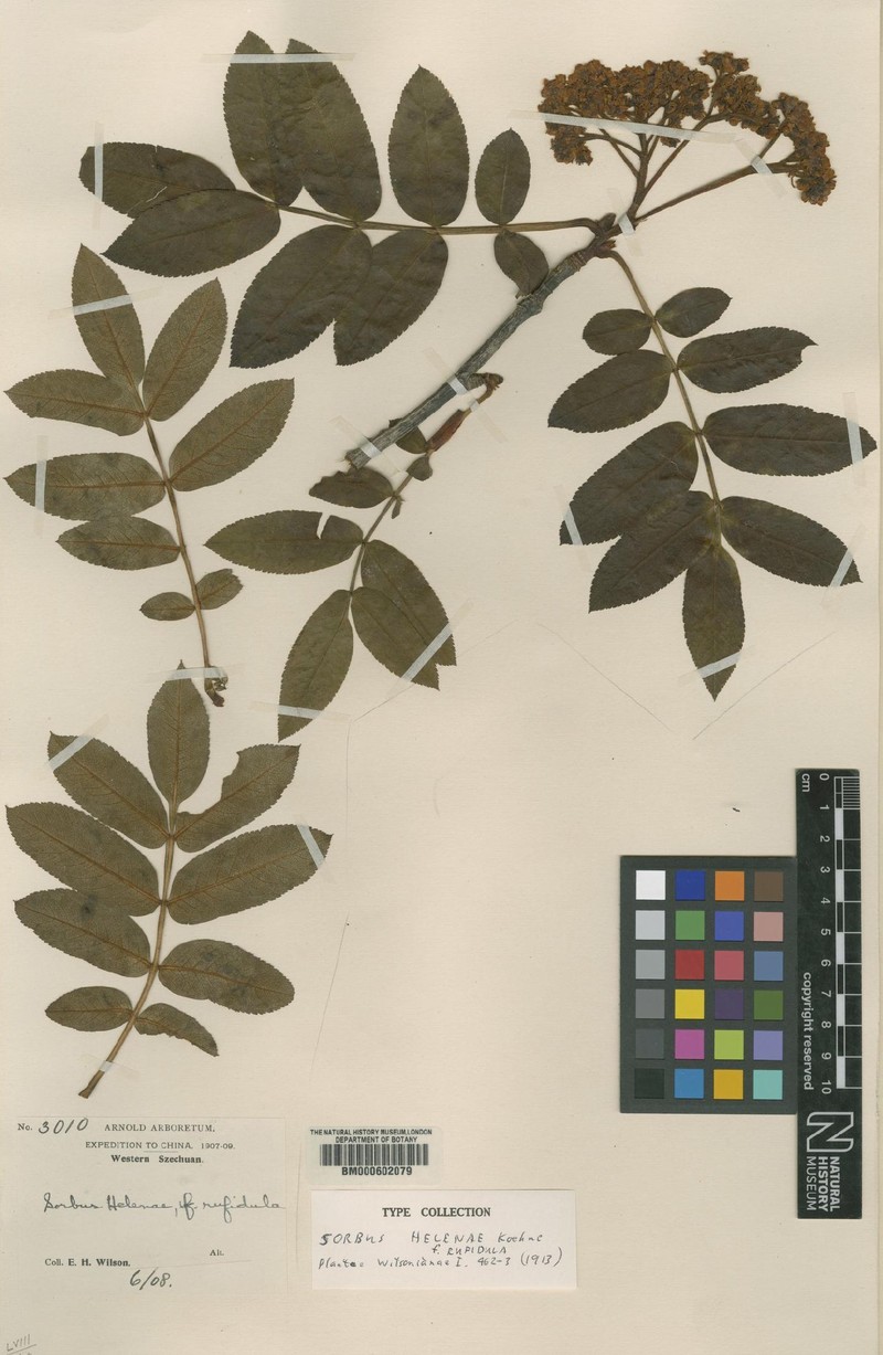 Sorbus helenae