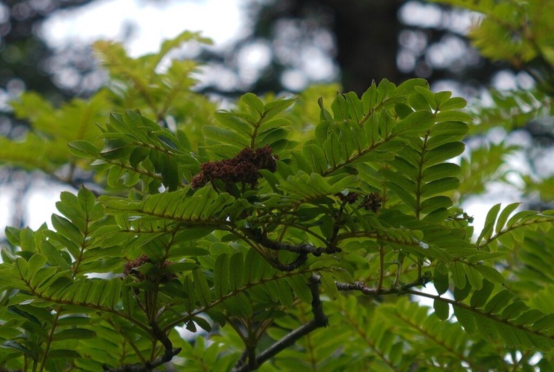 Sorbus himalaica photo 2