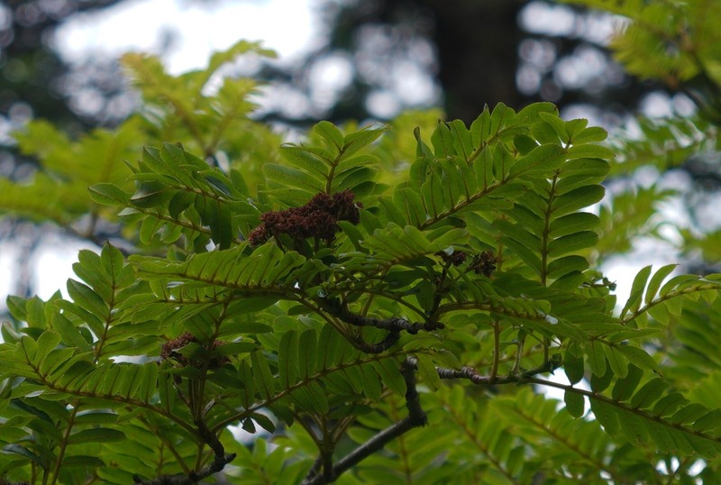 Sorbus himalaica photo 3