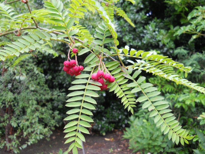 Sorbus himalaica photo 4