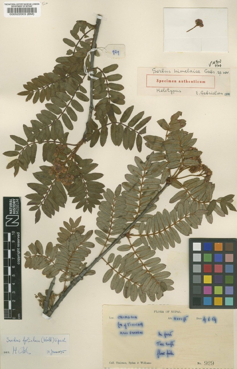 Sorbus himalaica photo 5
