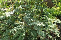 Sorbus himalaica